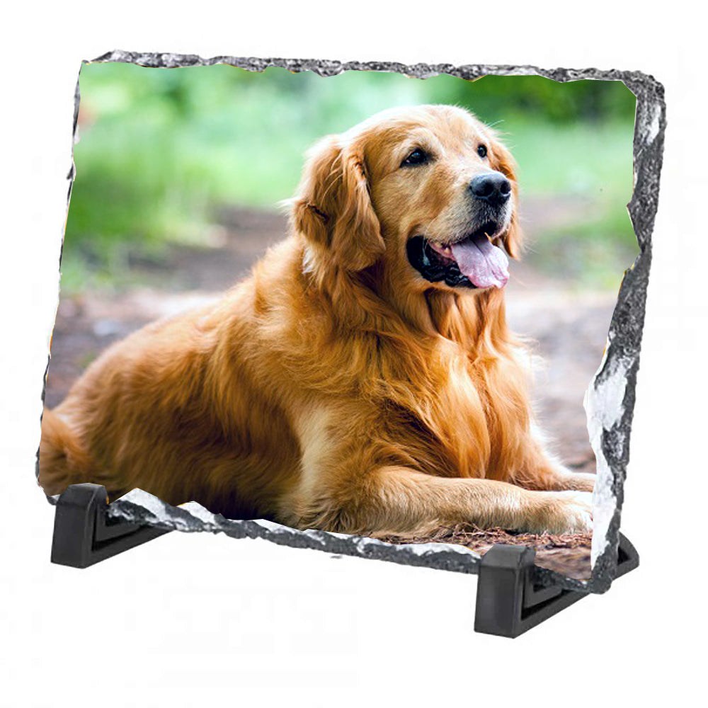 photo slate dublin pet dog